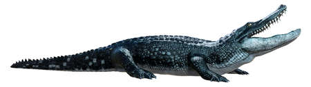3D rendering of a black alligator isolated on white backgroundの写真素材