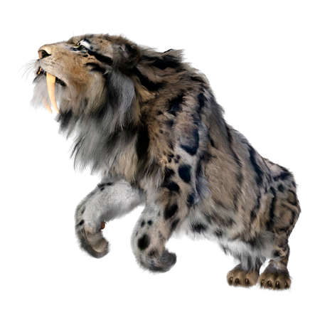 3D rendering of a sabertooth tiger isolated on white backgroundの写真素材