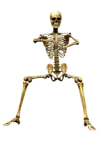3D rendering of a human skeleton isolated on white background