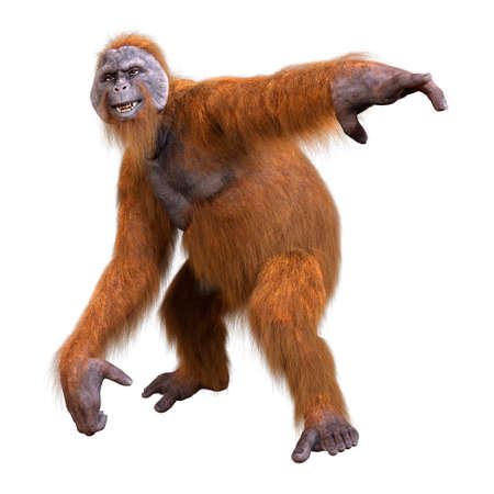 3D rendering of an orangutan ape isolated on white backgroundの写真素材