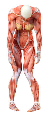 3D rendering of a female figure with muscle maps isolated on white background