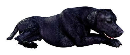 3D rendering of a black labrador dog isolated on white backgroundの写真素材