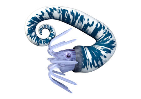 3D rendering of an Audouliceras, extinct shelled cephalopod animal isolated on white backgroundの写真素材