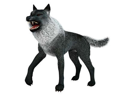 3D rendering of a black wolf isolated on white background
