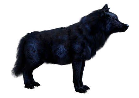 3D rendering of a black wolf isolated on white background