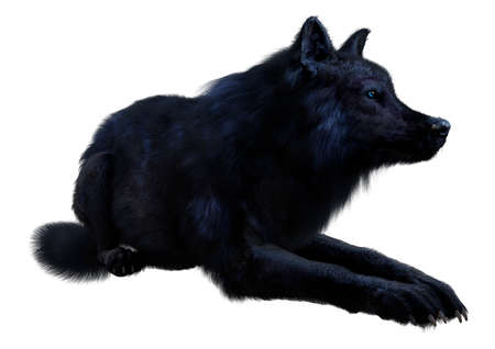 3D rendering of a black wolf isolated on white backgroundの写真素材