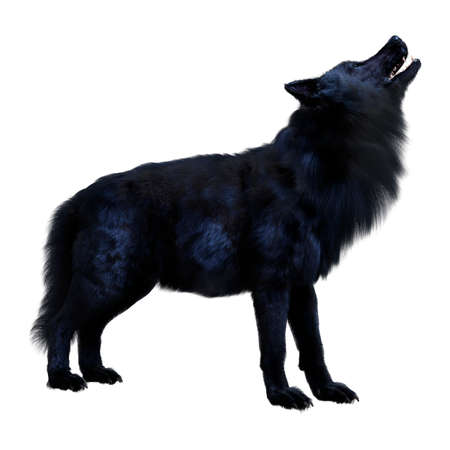 3D rendering of a black wolf isolated on white background