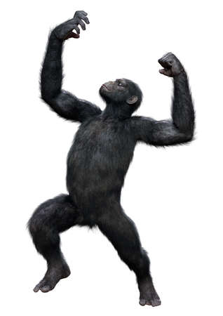 3D rendering of a big chimpanzee ape isolated on white backgroundの写真素材