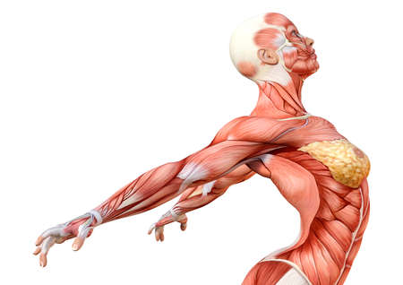 3D rendering of a female figure with muscle maps isolated on white backgroundの写真素材