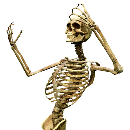 3D rendering of a human skeleton isolated on white backgroundの写真素材