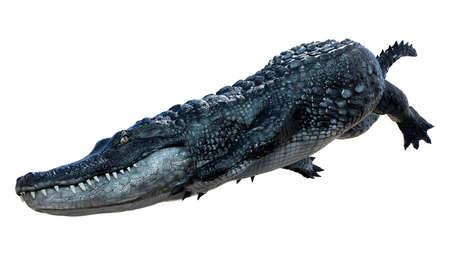 3D rendering of a black alligator isolated on white background