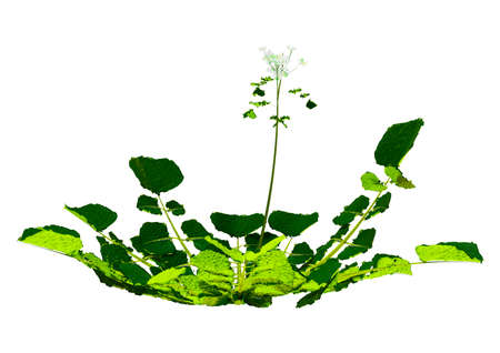 3D rendering of a blooming bittercress plant or Barbarea vulgaris isolated on white backgroundの写真素材
