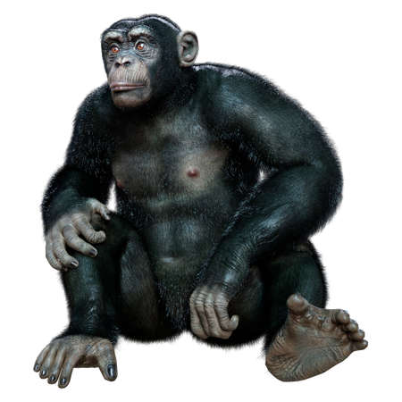 3D rendering of a big chimpanzee ape isolated on white background