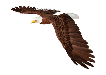 3D rendering of a bald eagle isolated on white background
