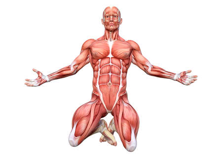 3D rendering of a male figure with muscle maps isolated on white backgroundの写真素材