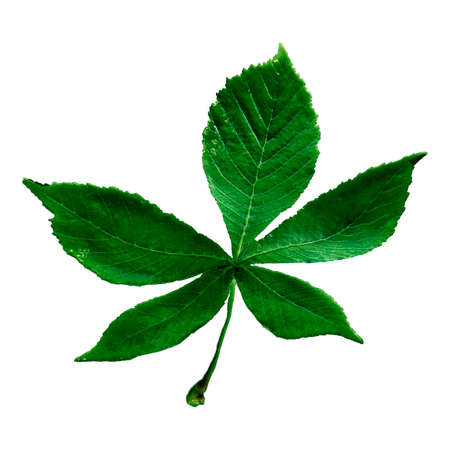 3D rendering of a single green chestnut leaf isolated on white backgroundの写真素材