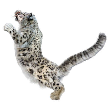3D rendering of a big cat snow leopard isolated on white background