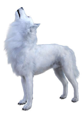 3D rendering of an arctic wolf isolated on white background
