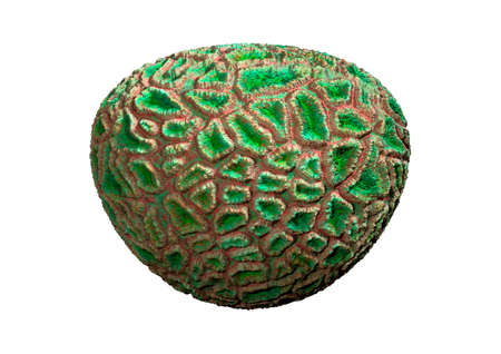 3D rendering of a coral, a marine invertebrate isolated on white backgroundの写真素材