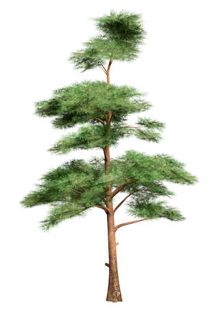 3D rendering of a pine tree isolated on white backgroundの写真素材