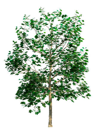 3D rendering of a sycamore tree or Platanus occidentalis isolated on white backgroundの写真素材