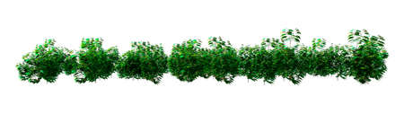 3D rendering of sycamore trees or Platanus occidentalis isolated on white backgroundの写真素材