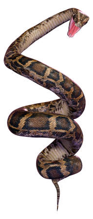 3D rendering of a Burmese python or Python bivittatus, one of the largest snakes in the world,...