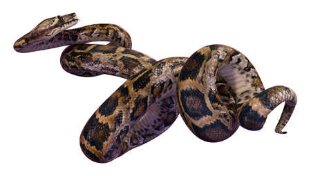 3D rendering of a Burmese python or Python bivittatus, one of the largest snakes in the world,...