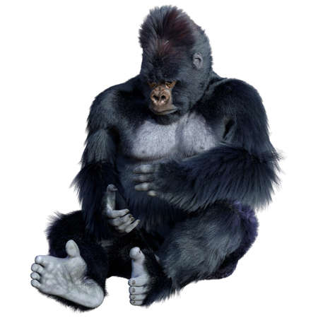 3D rendering of a black gorilla ape isolated on white backgroundの写真素材