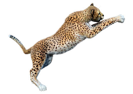 3D rendering of a big cat cheetah isolated on white backgroundの写真素材