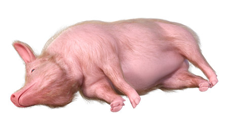3D rendering of a pig isolated on white backgroundの写真素材