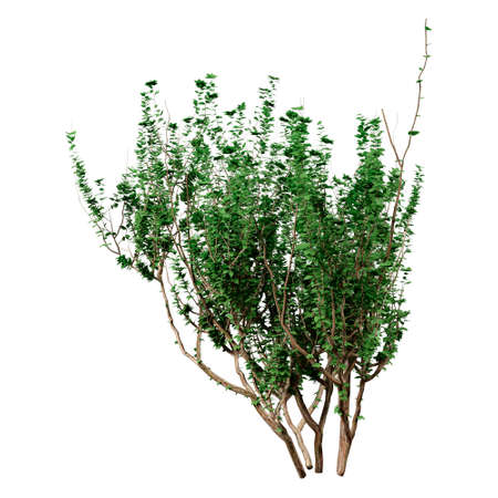 3D rendering of a green privet plant isolated on white backgroundの写真素材