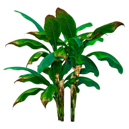 3D rendering of green tropical banana trees isolated on white backgroundの写真素材