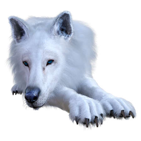 3D rendering of an arctic wolf isolated on white background