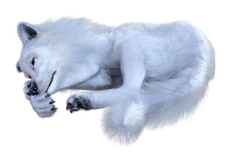 3D rendering of an arctic wolf isolated on white background