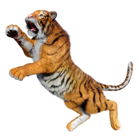 3D rendering of a big cat tiger isolated on white backgroundの写真素材