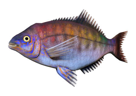 3D rendering of a rainbow Pacific sea perch isolated on white background