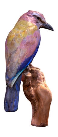 3D rendering of an European roller or Coracias Garrulus bird isolated on white backgroundの写真素材