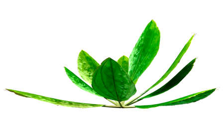 3D rendering of a common plantain plant or Plantago major or broadleaf plantain or greater plantain isolated on white backgroundの写真素材