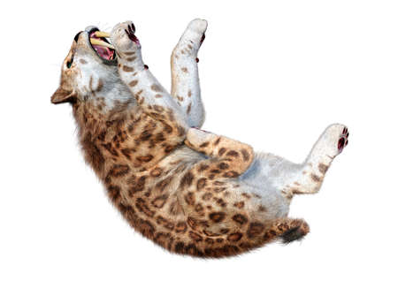 3D rendering of a sabertooth tiger isolated on white backgroundの写真素材