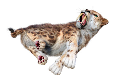 3D rendering of a sabertooth tiger isolated on white background