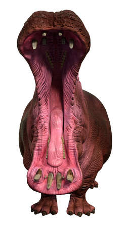 3D rendering of a hippopotamus animal isolated on white backgroundの写真素材