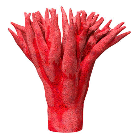 3D rendering of a coral, a  marine invertebrate isolated on white backgroundの写真素材