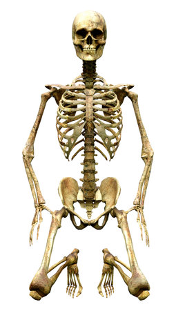 3D rendering of a human skeleton isolated on white backgroundの写真素材