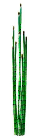 3D rendering of common horsetail plants or Equisetum arvense or field horsetail isolated on white backgroundの写真素材