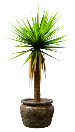3D rendering of a green yucca palm tree isolated on white backgroundの写真素材
