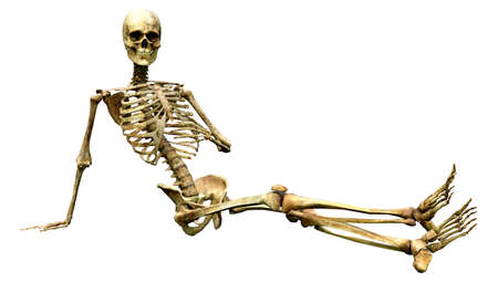 3D rendering of a human skeleton isolated on white background