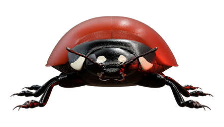 3D rendering of a ladybug or ladybird beetle isolated on white backgroundの写真素材