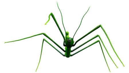 3D rendering of a green stick insect isolated on white background