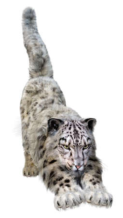 3D rendering of a big cat snow leopard isolated on white background
